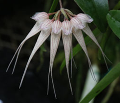 Bulbophyllum sanguineopunctatum white form