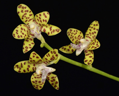 Phalaenopsis Little One