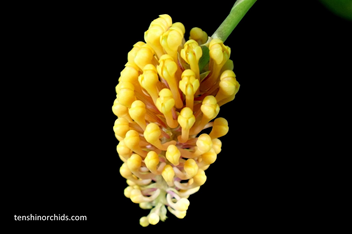 Robiquetia cerina yellow form