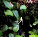 Bulbophyllum mucronatum