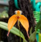 Bulbophyllum nasica ‘orange’