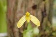 Bulbophyllum simplicilabellum