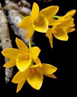 Dendrobium senile
