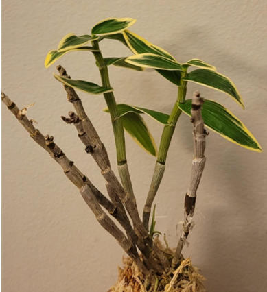 Dendrobium moniliforme ginsetsu 銀雪