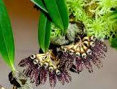Bulbophyllum retusum
