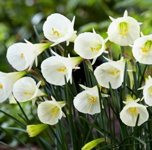 Narcissus bulbocodium White Petticoat