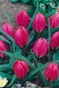 Tulipa pulchella violacea